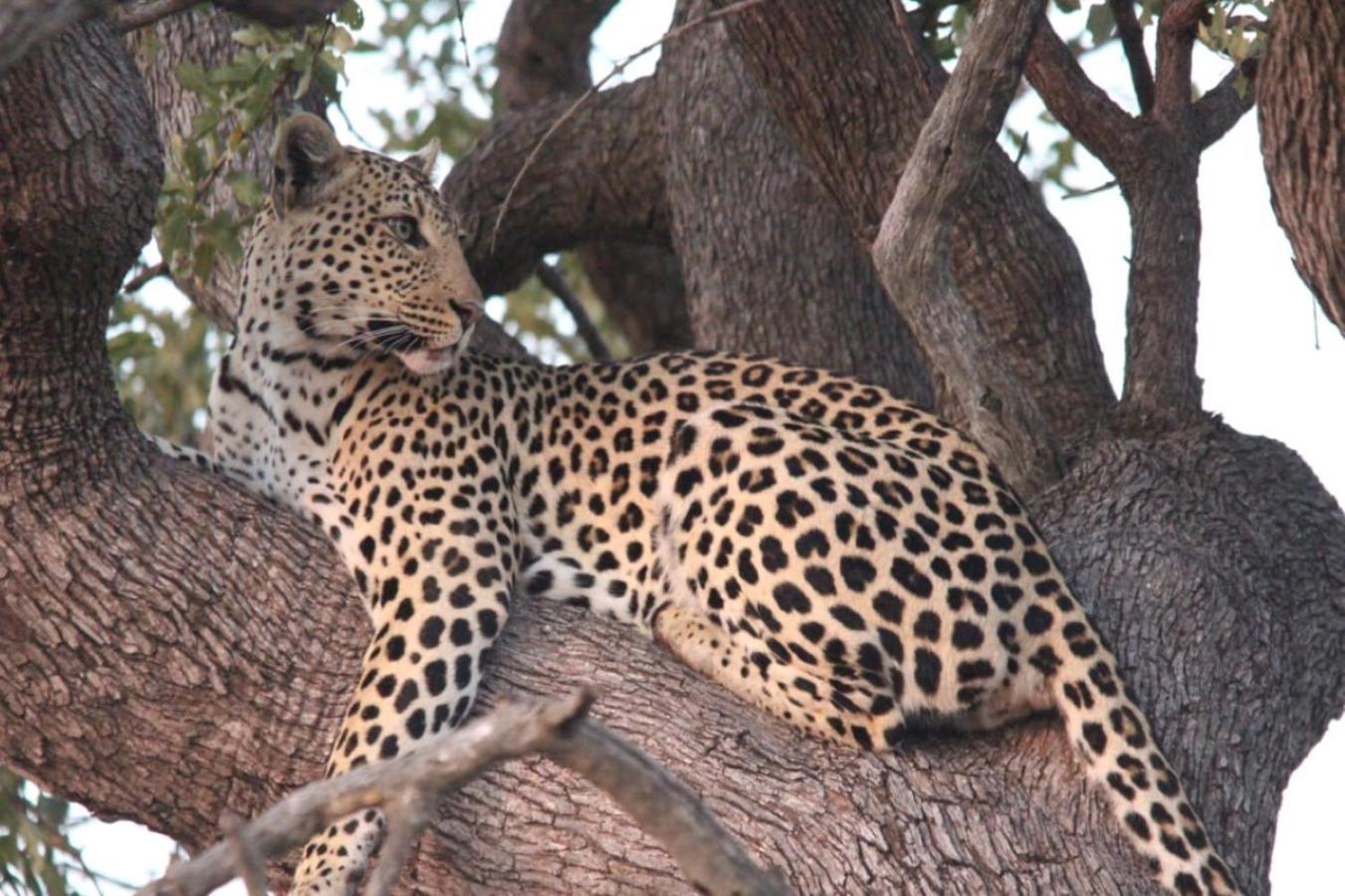 Motswiri Private Safari Lodge Madikwe Game Reserve Exteriér fotografie
